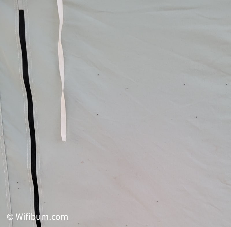 Ants on Tent 1