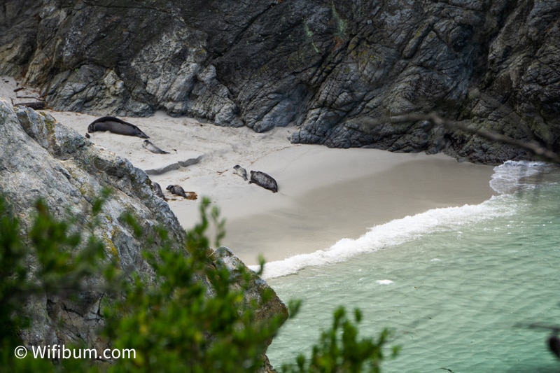 point lobos