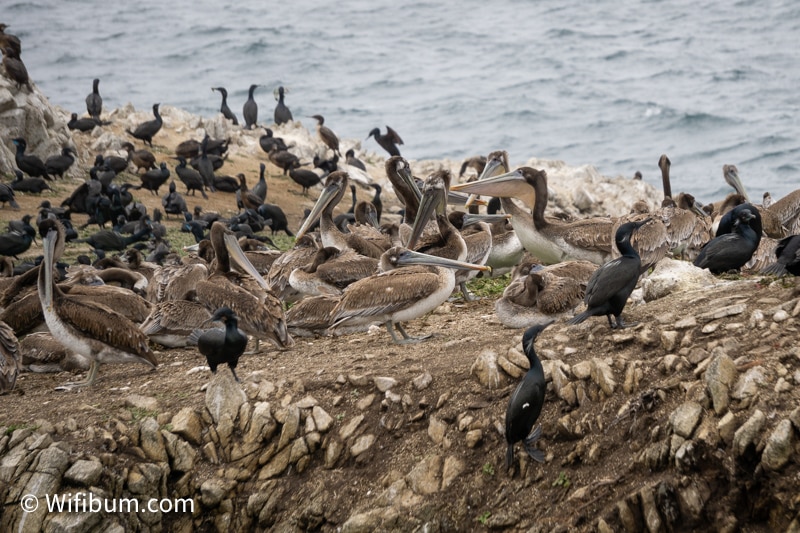 point lobos birds