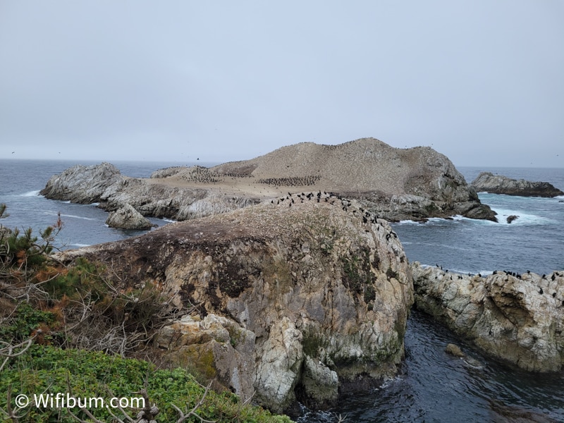 point lobos birds