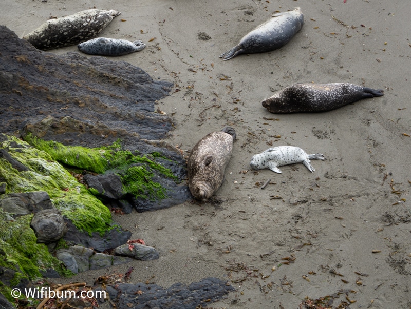 point lobos